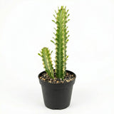African Milk Tree, 3" Pot, Euphorbia Trigona Succulent with Striking Stems for Living Rooms, Easy to Care Decor