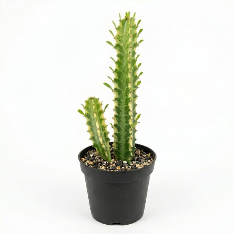 African Milk Tree, 3" Pot, Euphorbia Trigona Succulent with Striking Stems for Living Rooms, Easy to Care Decor