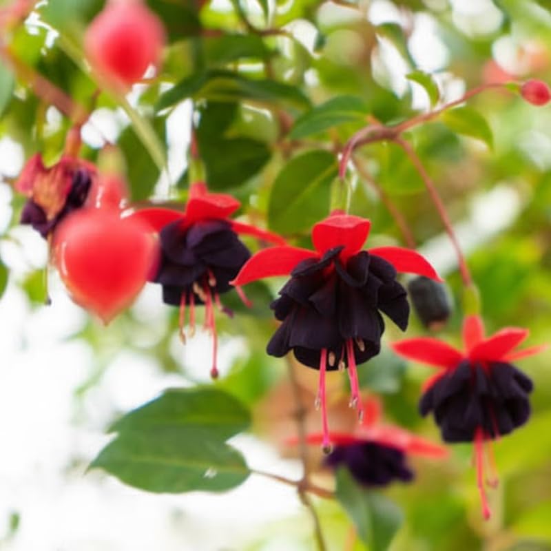 Fuchsia Plants Live, Gold and Red Foliage, 6-12 Inch Tall, Autumnale Variety, Trailing Flowering Plant, Ideal for Hanging Baskets