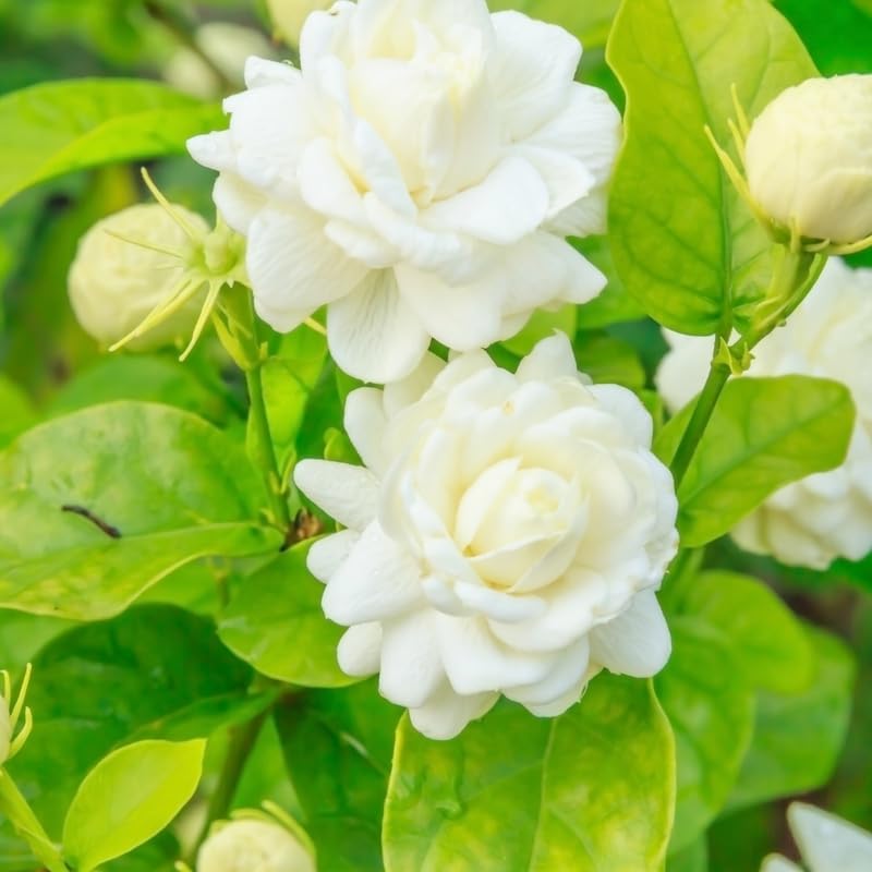 (No Ship to CA,HI,AK) Duke Jasmine Live Plant in 2 Gallon Pot, Vigorous Fragrant Flowering Shrub with Double White Blooms, Sturdy Low Maintenance Plant for Patios & Home Landscapes