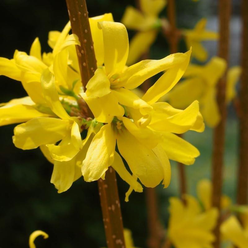 Lynwood Gold Forsythia Live Plant | Quart Pot | Forsythia Bush Plant for Outdoor Growing | Ideal for Garden Planting and Landscape Use