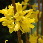 Lynwood Gold Forsythia Live Plant | Quart Pot | Forsythia Bush Plant for Outdoor Growing | Ideal for Garden Planting and Landscape Use