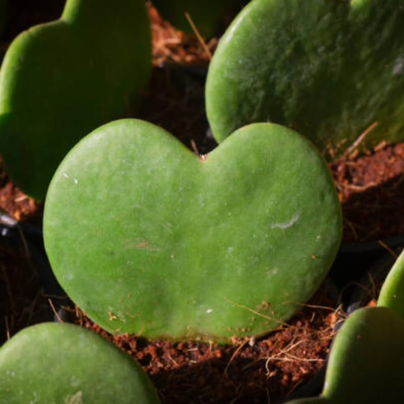 2 Hoya Heart Plant, 2 Inch Pot Size, Potted Heart-Shaped Succulent, Small Decorative Plant for Bright Indoor Areas and Shelves