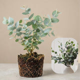 Silver Dollar Eucalyptus Plant Live, 6 Inch Tall Bare Root Seedlings, Eucalyptus Cinerea Aromatic Evergreen, Silvery Blue Foliage for Home and Garden