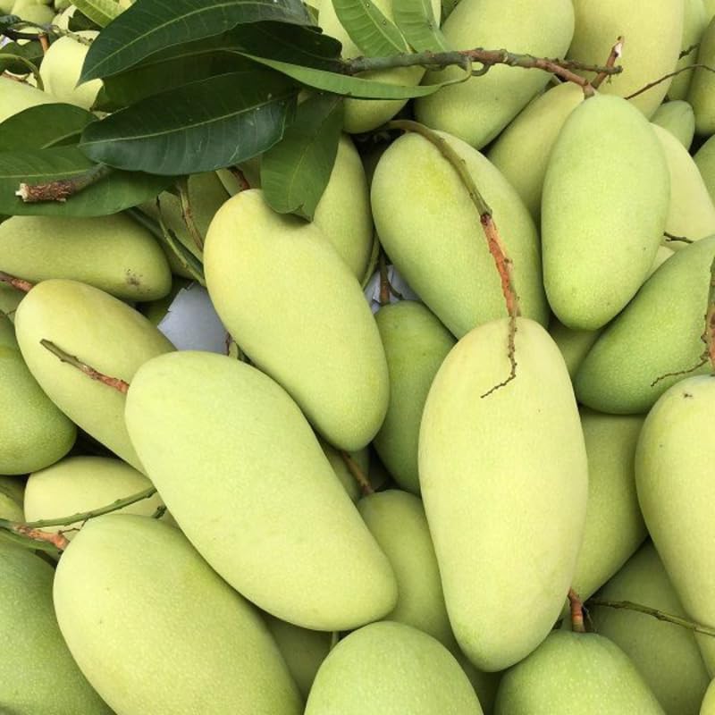 Keo Savoy Mango Trees Live Plants | 2.5–3 Ft Tropical Mango Variety | Sweet, Juicy Mango Fruit Tree for Yard & Patio | No Ship to CA, HI, AK