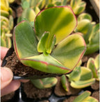 Variegated Jade Live Succulent in 2" Inch Pot | Crassula Ovata | Compact Tri-Color Plant | Ideal for Collections & Gifts
