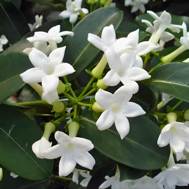 Bridal Wreath Jasmine Jasmine Plant Live in 4 Inch Pot | Live Jasmine Plant | Jasmin Plant for Indoor | Easy Care Flowering Plant for Home & Office Decor