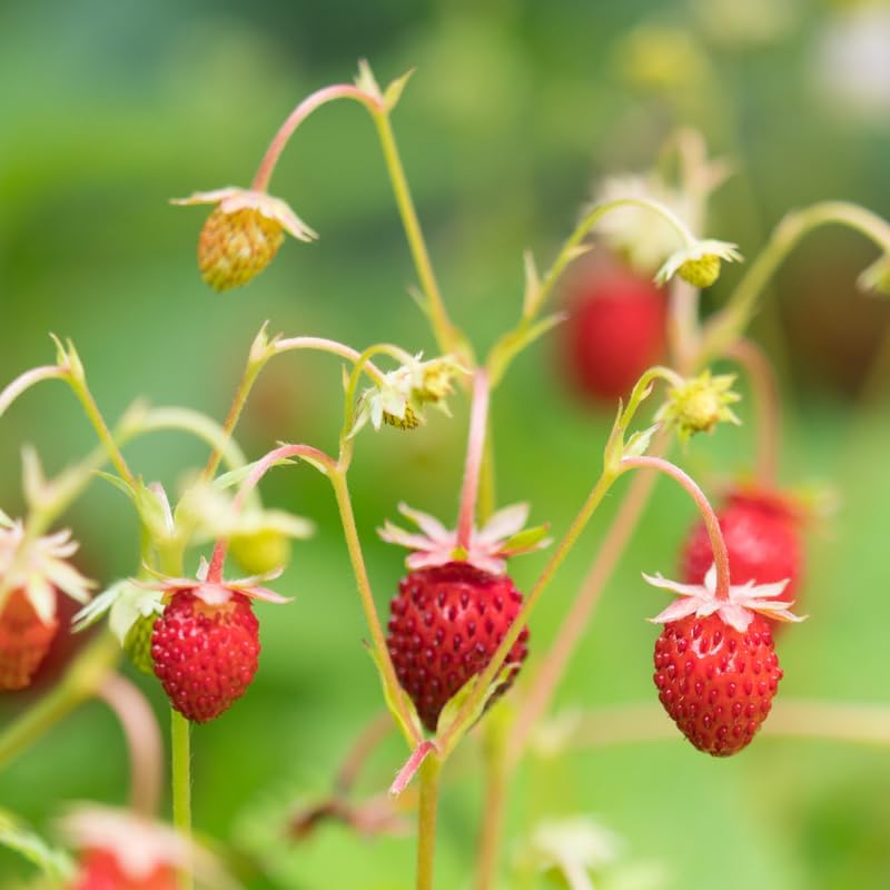 Strawberry Plant in Small Pot, 3-6" Tall Sweet Strawberry Plant Live, High Yield, Fast Growing, Ideal for Garden & Containers