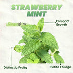 2 Chocolate Mint Plant, 3" Pot, Fresh Herb Plants Live, Mint Plants for Inside Windowsills or Outdoor Garden Beds