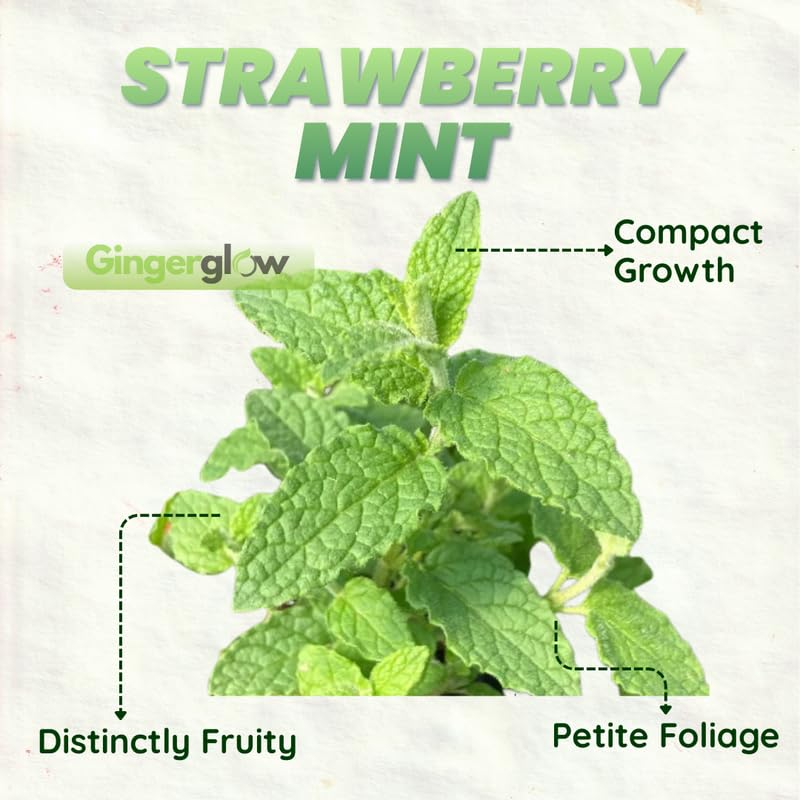 2 Chocolate Mint Plants, 3-Inch Pot, Mint Plants Live, Fast Growing Aromatic Perennial for Modern Landscape and Herb Gardening