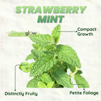 2 Chocolate Mint Plants, 3-Inch Pot, Mint Plants Live, Fast Growing Aromatic Perennial for Modern Landscape and Herb Gardening