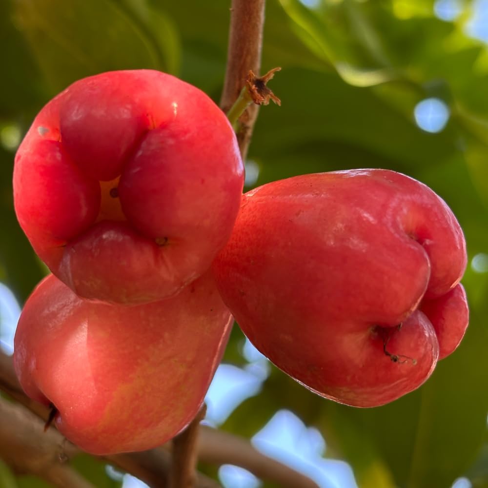 Red Wax Jambu Tree | 30-36 Inches Live Tropical Fruit Tree Plant | Crisp, Sweet Bell Fruit Variety for Home Gardens & Patios | No Ship to CA,HI,AK