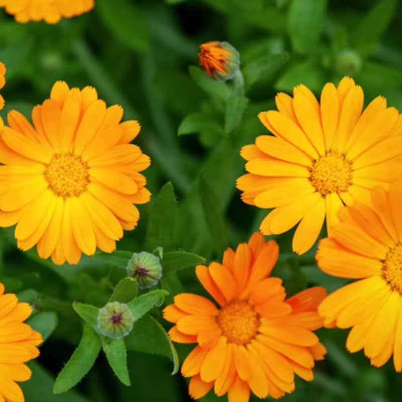 Calendula Live Plant, 3-4 Inch Tall Bare Root Starter, Orange Flowering Edible Herb for Garden Beds