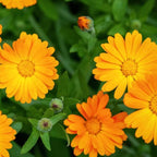 Calendula Live Plant, 3-4 Inch Tall Bare Root Starter, Orange Flowering Edible Herb for Garden Beds