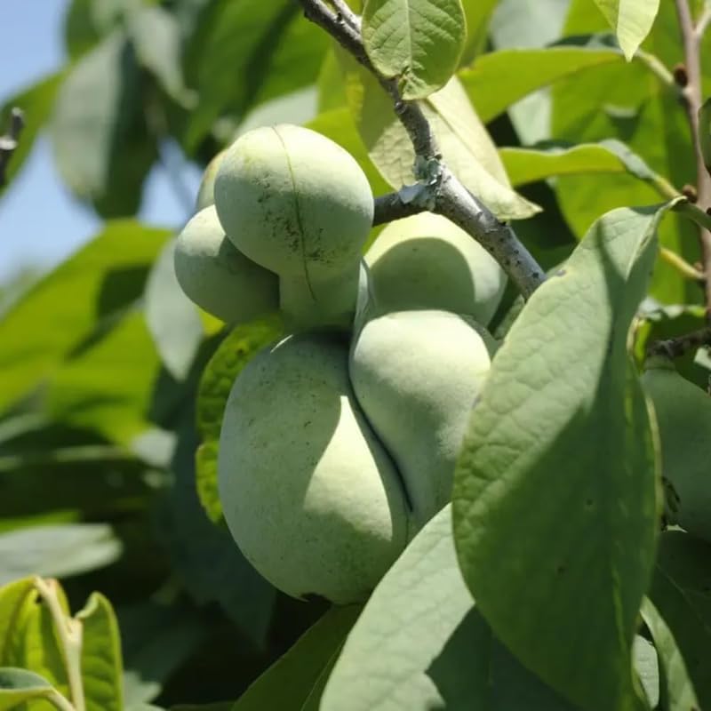 Pawpaw Tree Live Plant for Planting, Well-Rooted 12-18" in Quart Pot, Low Maintenance Tropical-Style Fruit Tree for Sunny Outdoor Spots