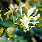 2 Live Honeysuckle Plants | 8–12 Inch Rooted Cutting Size | Fragrant Flowering Shrubs for Outdoor Gardens, Fences, and Walkways