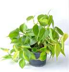 Philodendron Cordatum Brasil, 4" Pot, Heartleaf Philodendron Plant Live, Trailing Philodendron Live Plant for Home Decor, Shelves and Hanging Displays