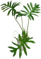 Philodendron Tortum Live Plant in 4 Inch Pot, Rare Style Indoor Plant for Tabletop Display, Gifting and Houseplant Collections