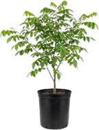 (No Ship to CA,HI,AK) Starfruit Tree Live Plant in 3 Gallon Pot | 30-36 Inches Tall | Tropical Fruit Tree Ready to Plant | Established Edible Fruit Plant for Backyard