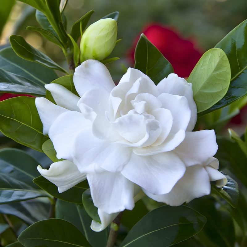 Frostproof Gardenia Jasmine Plant Indoor Live in 4 Inch Pot | Cold Hardy White-Blooming Jasmine | Easy to Grow Live Jasmine Plant for Indoor & Patio Décor