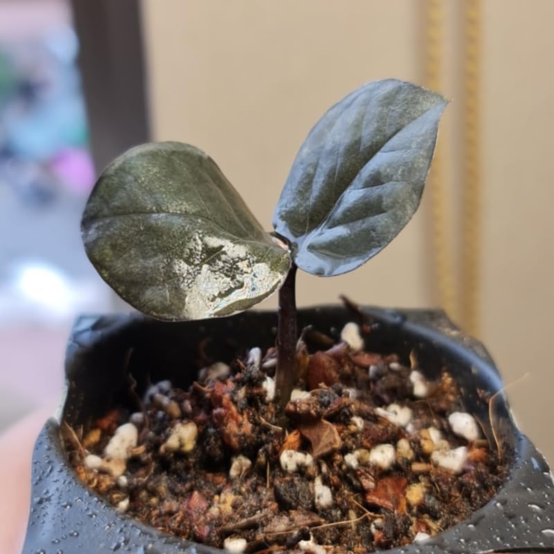 ZZ Plant Live in 6’’ Inch Pot |Black Raven ZZ Plant Live with Glossy Dark Foliage | Easy-Care Zamioculcas for Indoor Rooms, Works Well in Homes, Apartments & Office Settings