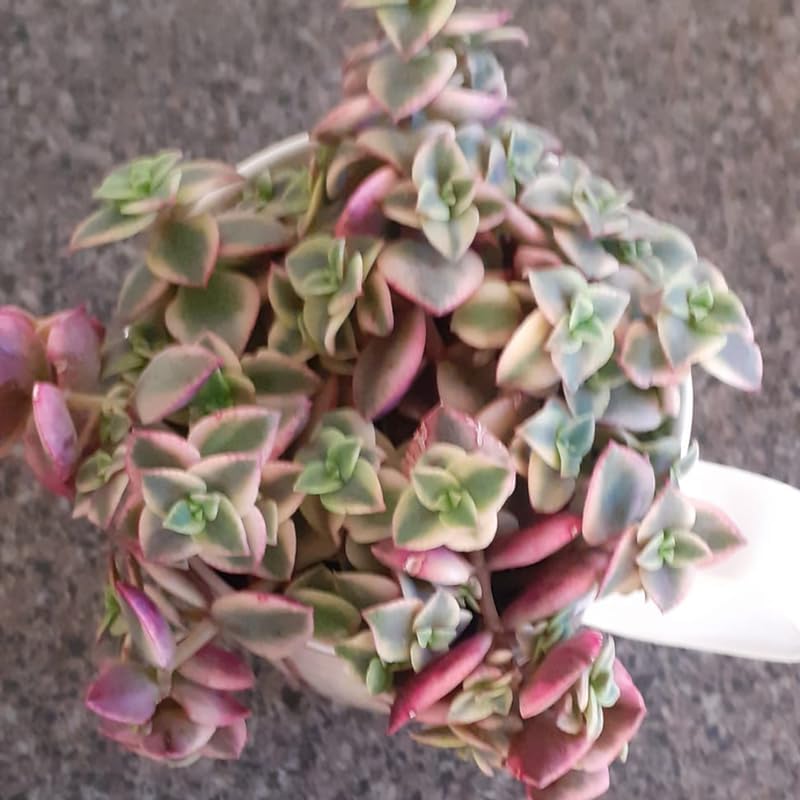 Pink Calico Kitten Plant Live in 4 Inch Pot | Variegated Trailing Crassula with Soft-Pink Leaves | Ideal for Desks, Bookshelves, and Small Indoor Decor Projects