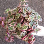 Pink Calico Kitten Plant Live in 4 Inch Pot | Variegated Trailing Crassula with Soft-Pink Leaves | Ideal for Desks, Bookshelves, and Small Indoor Decor Projects