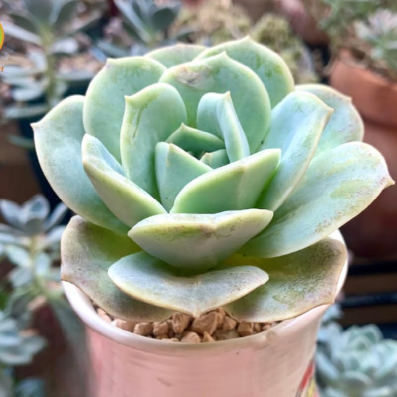 Succulent Plant, Graptoveria Lovely Rose, 2 Inch Pot Size, Unique Rose Appearance Small Plant for Bright Indoor Spaces