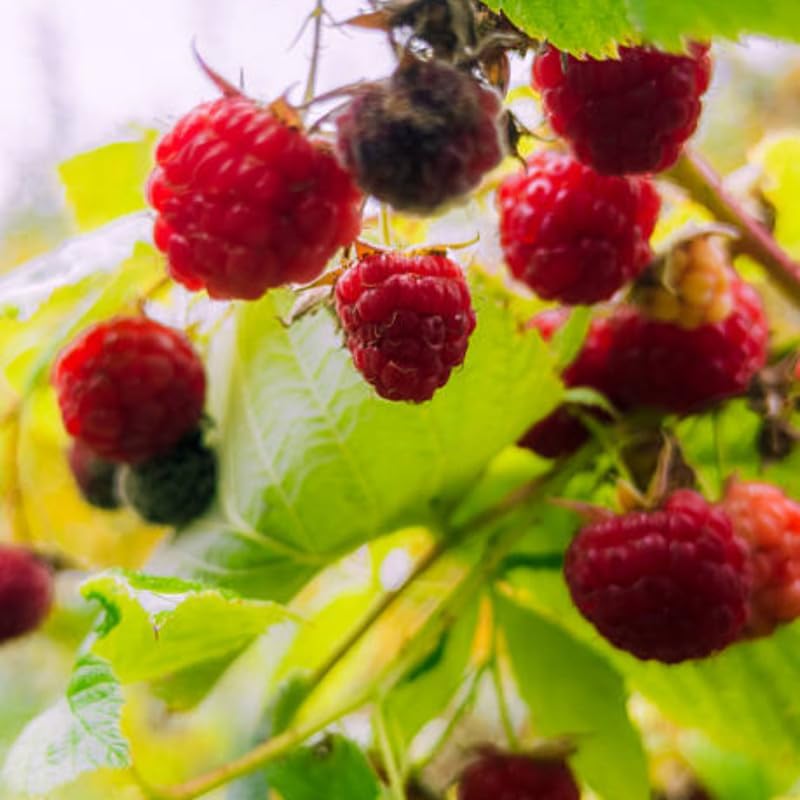 Live Raspberry Plants Live for Planting, 7" Bare Root Seedling, Cold-Hardy Rubus Idaeus Deciduous Shrub, Well-Rooted Starter Plant for Home Orchard
