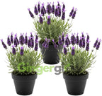 3 Spanish Lavender Plants Live, 3-Inch Pot, Established Lavandula Stoechas Flowering Plant, Compact Aromatic Foliage for Modern Landscape Design