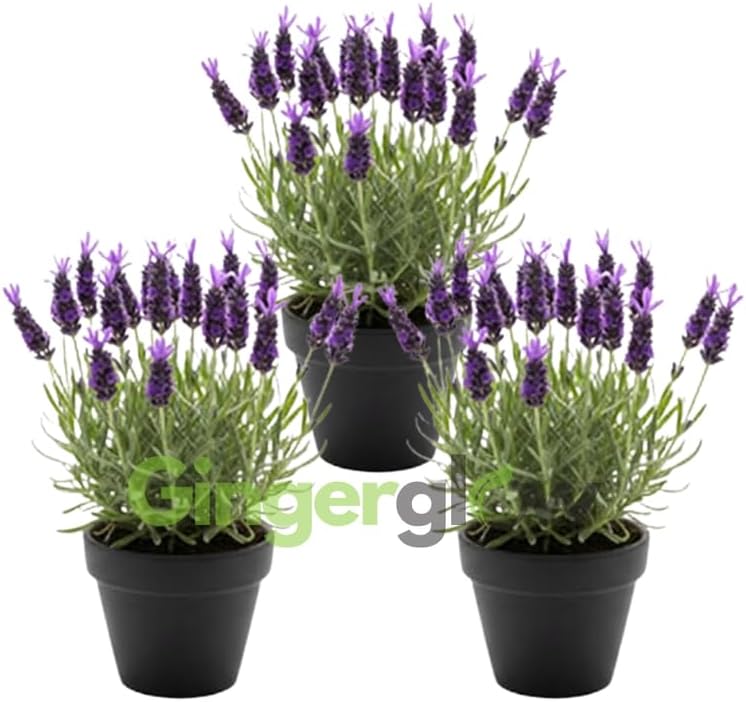 3 Spanish Lavender Plants Live, 3-Inch Pot, Established Lavandula Stoechas Flowering Plant, Compact Aromatic Foliage for Modern Landscape Design