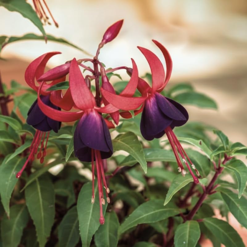 2 Fuchsia Plants Live, Gold and Red Foliage, 6-12 Inch Tall, Autumnale Variety, Trailing Flowering Plant, Ideal for Hanging Baskets