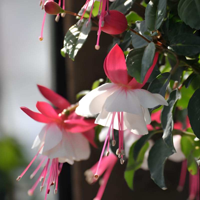 Fuchsia Plants Live, Gold and Red Foliage, 6-12 Inch Tall, Autumnale Variety, Trailing Flowering Plant, Ideal for Hanging Baskets