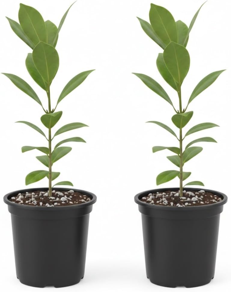 Bay Leaf Tree Live Plant in 4 Inch | Fresh Bay Laurel Herb | Ideal for Home Kitchen Garden | Indoor or Outdoor Garden Use