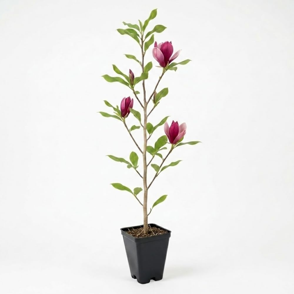 Ann Magnolia Tree Live Plant, 12-18" Potted Plant in 2.5" Pot, Cold-Hardy Early Spring Blooming Tree for Backyard and Garden Rows