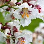 10 Catalpa Tree Plant Live – Catalpa Native Seedlings 1–2 Feet Tall | Easy to Grow Outdoor Trees for Backyard Shade & Wildlife Habitat