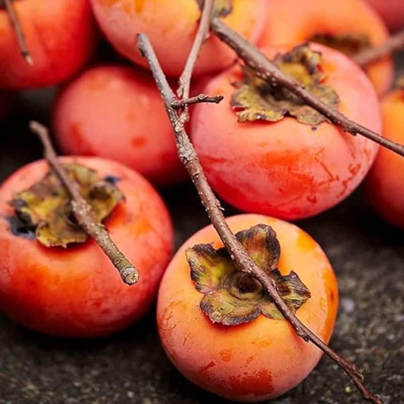 2 American Persimmon Live Tree – 12 to 24 Inch Tall Potted | Native Fruit Tree with Sweet Autumn Persimmons | Hardy, Long-Lived Tree for Outdoor Garden | No Ship to CA