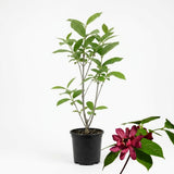 Sweet Shrub Live Plant, 12-18 Inch Tall in 4" Pot, Calycanthus Floridus Fragrant Flowering Shrub, Vigorous Growth Habit Plant