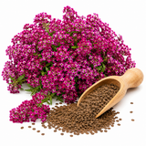 100 Deep Rose Alyssum Seeds, Non-GMO Sweet Alyssum Flower Seeds, Fast Growing Fragrant Ground Cover for Garden Borders and Hanging Baskets