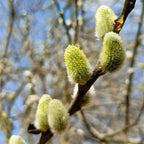 2 French Pussy Willow Live Tree, 12-24 Inch Tall Pussy Willow Plant, Outdoor Tree for Garden Planting, Great for Yard Landscaping and Decorative Branches