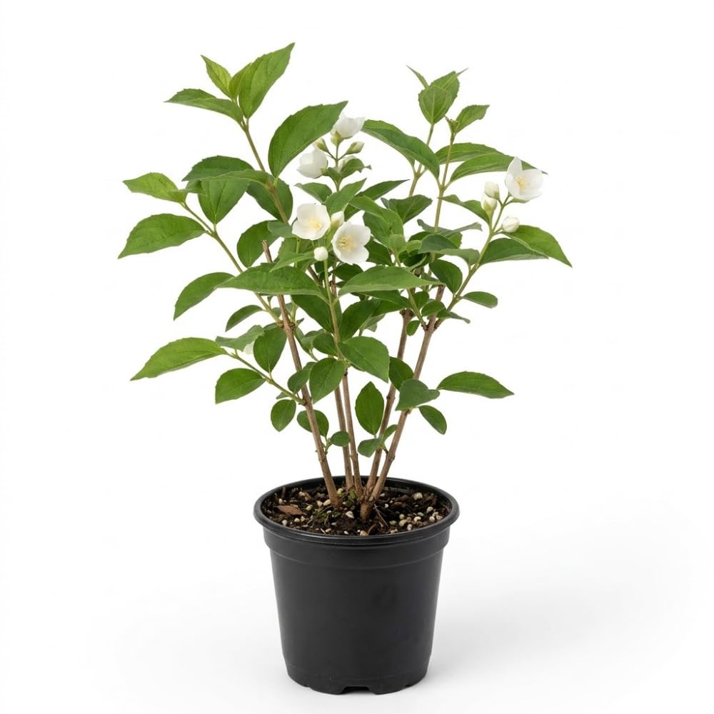 Mock Orange Plant, 4-6" Tall Shrub, Vigorous Deciduous Bush with Intoxicating Fragrance for Backyard Foundation Planting & Garden Borders