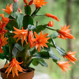 Orange Easter Cactus Plants Live, Spring Cactus Plant 3 Inch Tall, Compact Flowering Easter Cactus, Low Maintenance Indoor Houseplant for Modern Décor