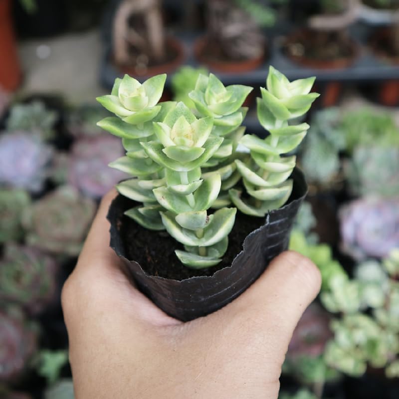 String of Buttons Plant Live | Crassula Perforata Succulent |Live Trailing Succulent in 2 Inch Pot | Rooted Indoor Houseplant for Home or Office Displays