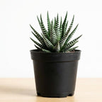 Succulents Plants Live Haworthia Fasciata Zebra Plants, 2 Inch Pot, Zebra Cactus Succulent, Striped Indoor Plant for Desks and Small Spaces