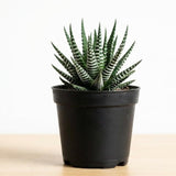 Succulents Plants Live Haworthia Fasciata Zebra Plants, 2 Inch Pot, Zebra Cactus Succulent, Striped Indoor Plant for Desks and Small Spaces