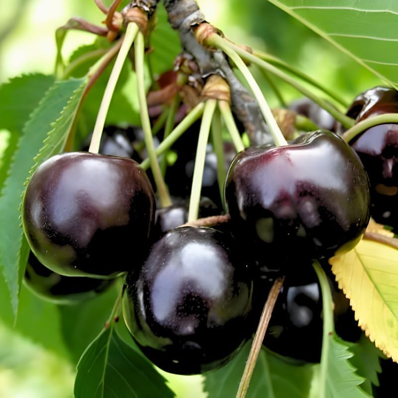 2 Black Cherry Trees Live Plant| Fruit Tree 2–3 Ft Tall | Outdoor Sweet Cherry Fruit Tree for Garden, Yard & Open Spaces