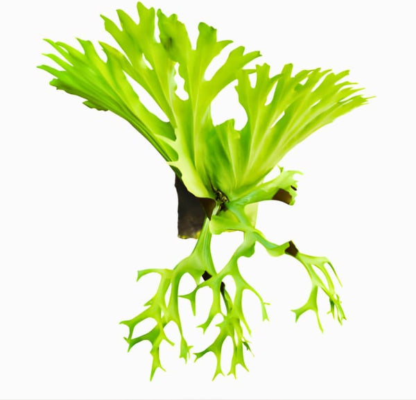 2 Staghorn Fern Live Plants, Stag Horn Fern Live Plant in 4 Inch Pot, Live Ferns Plants Indoor for Home Decor and Hanging Displays