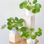 Chinese Money Plant Live House Plant in 4'' Inch Pot | Pilea Peperomioides Plant Live | Attractive Indoor Greenery for Desks, Shelves & Small Spaces | Real Plants for Home & Office Décor