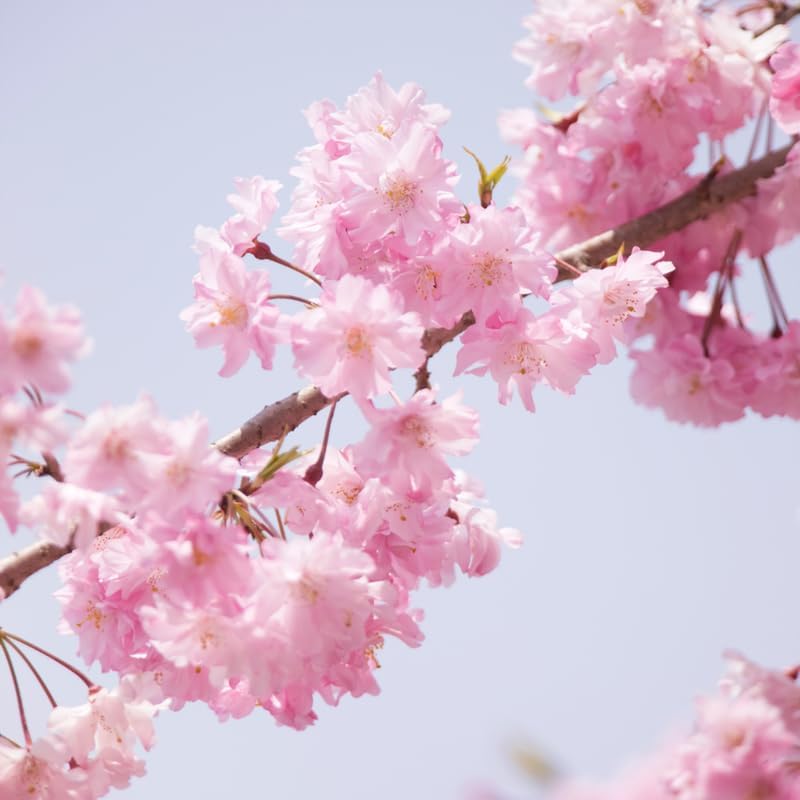 Weeping Cherry Tree Live Plant, 6-12 Inch Tall Starter Plant, Japanese Cherry Blossom Tree, Easy Care Flowering Tree for Planting Outdoors
