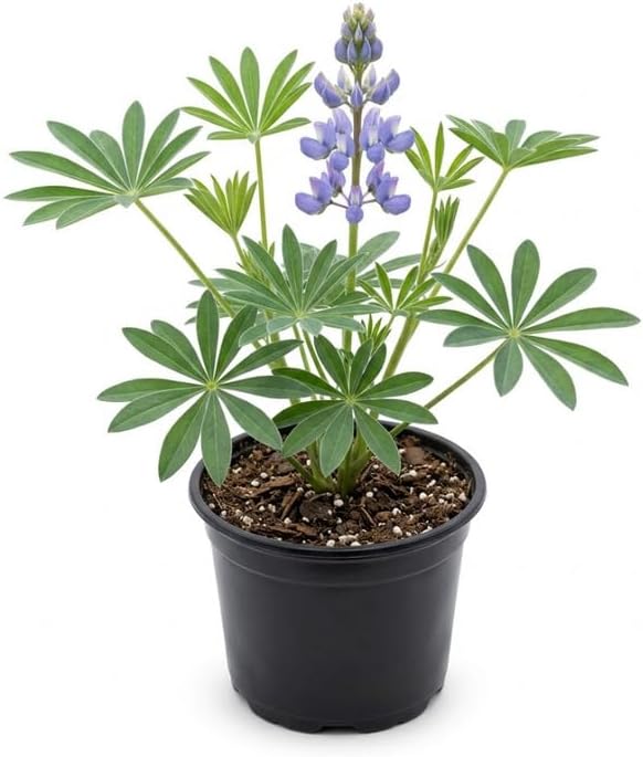 Wild Lupine Plant in 6" Pot, Well-Rooted Cold-Hardy Perennial, Low Maintenance Purple Blue Butterfly Host for Yard Borders